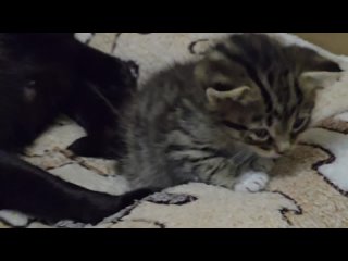 video by overheard belozersk